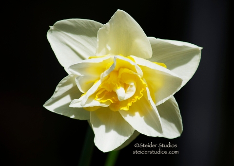 Steider Studios:  Daffodil.1