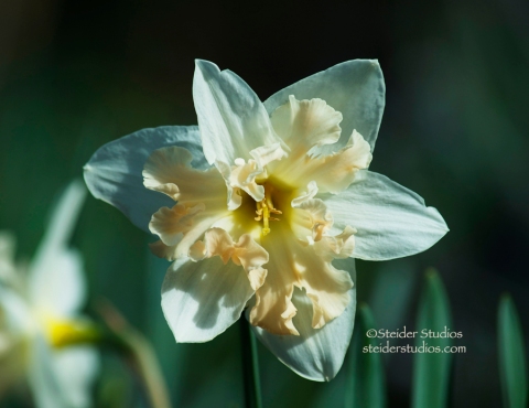 Steider Studios:  Butterfly Daffodil