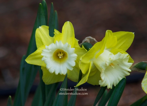 Steider Studios:  Daffodil Duo