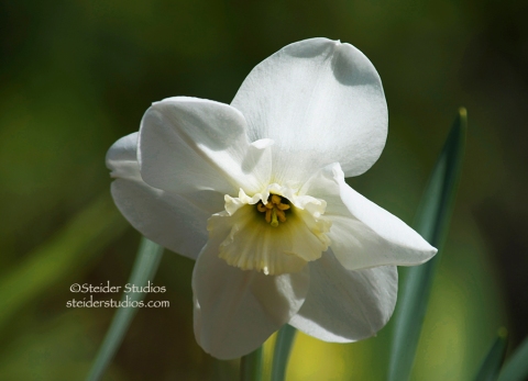 Steider Studios  White Daffodil