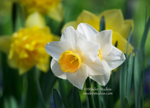 Steider Studios:  Daffodil 