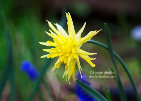 Steider Studios:  Daffodil Rip Van Winkle